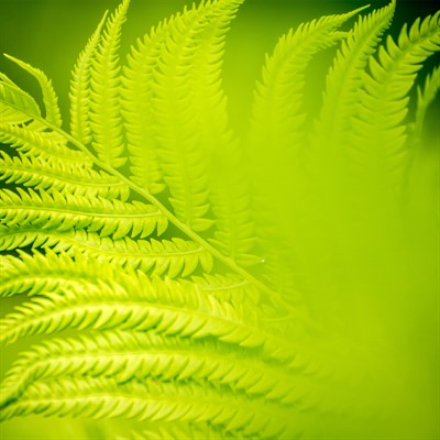 ND.Fern(3)